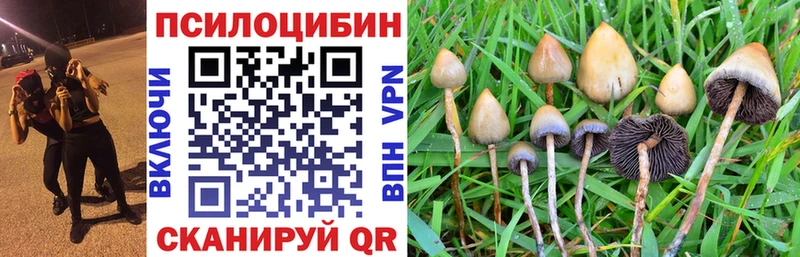 Галлюциногенные грибы Psilocybine cubensis  Ачхой-Мартан 